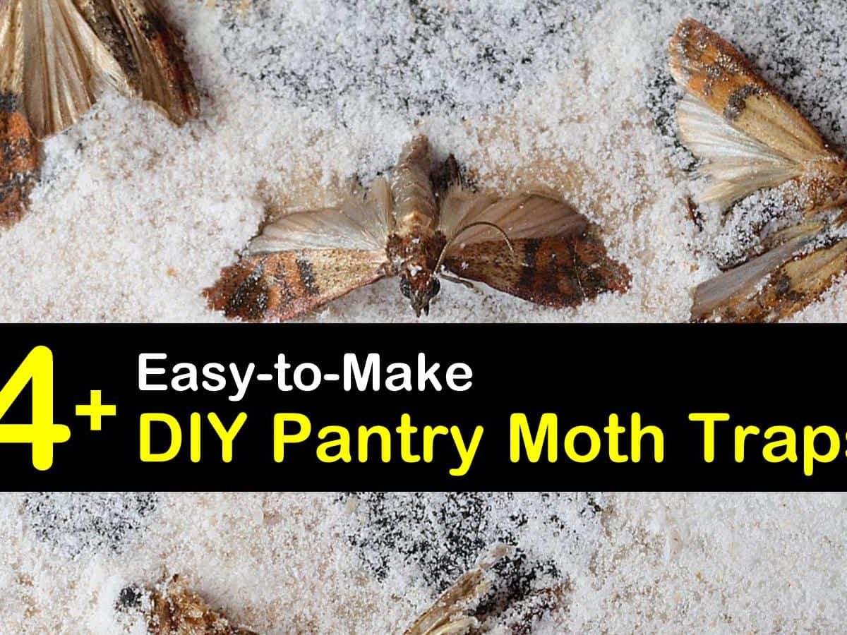 4+ Easy-to-Make DIY Pantry Moth Traps