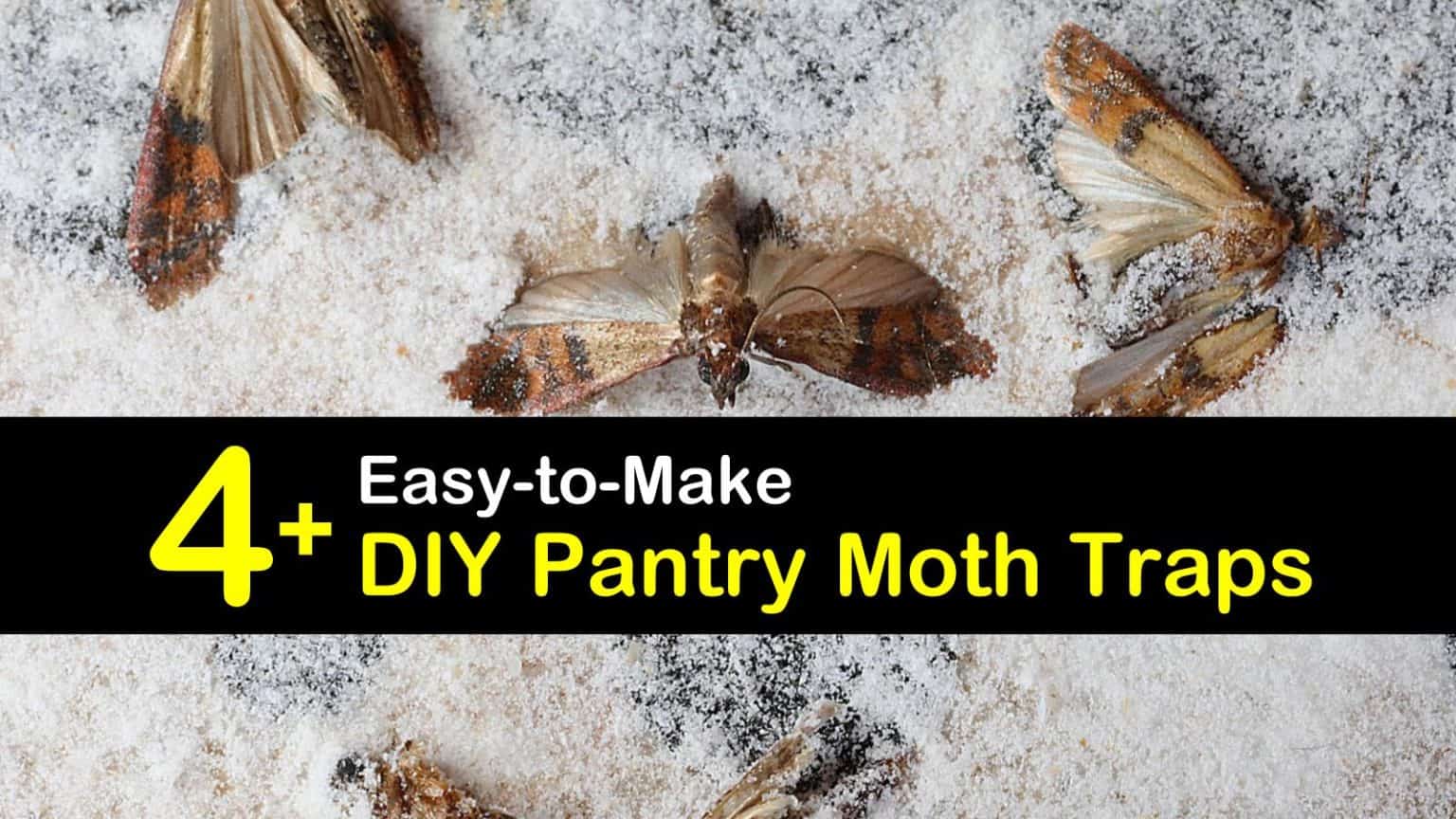 Homemade Pantry Moth Traps T1 1536x864 