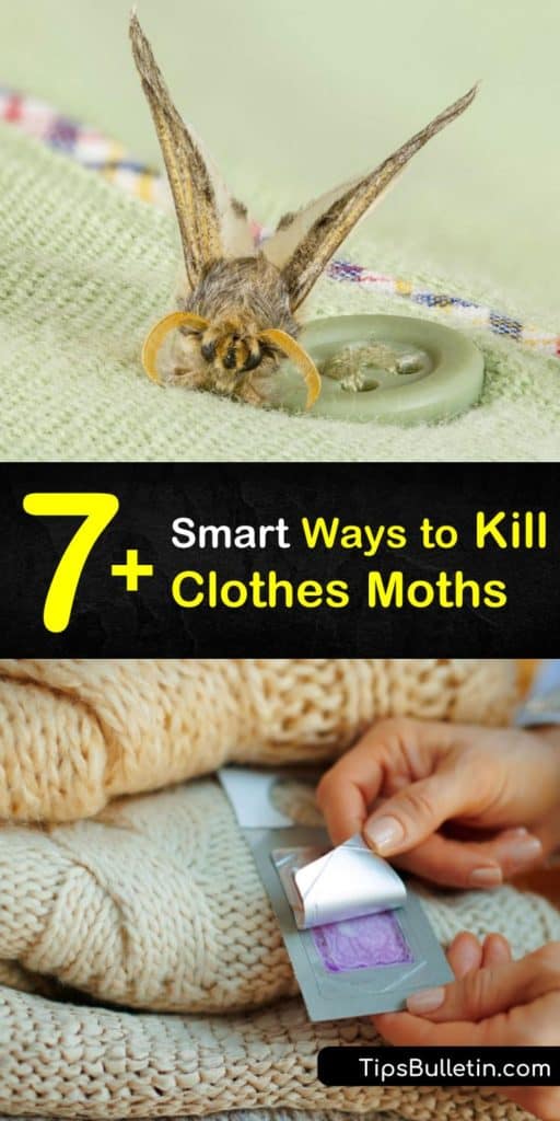 How to Get Rid of Clothes Moths — Insects Limited