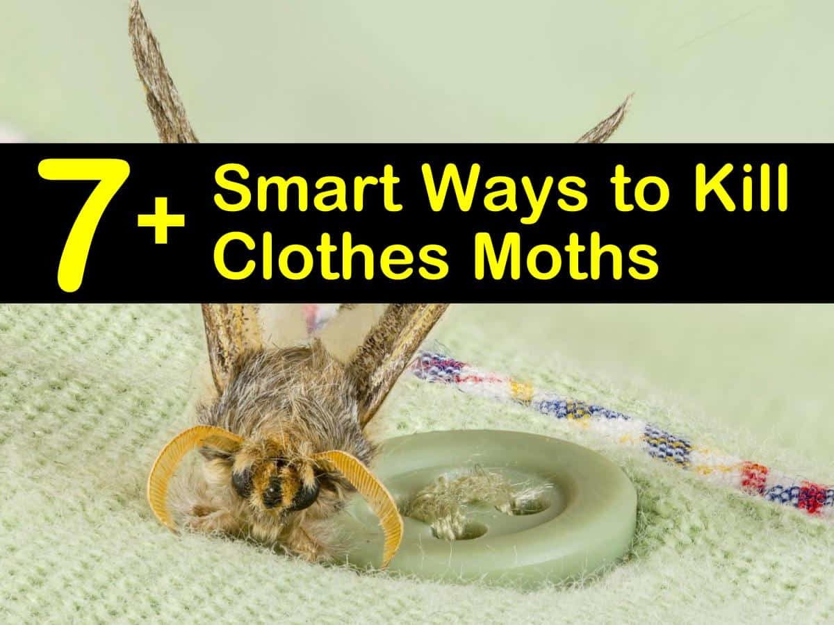 How to Kill Clothes Moths - Babu