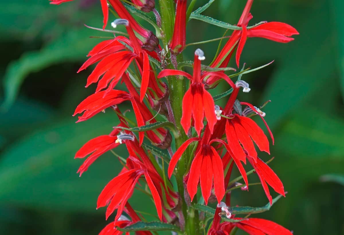 14 Perennials that Attract Hummingbirds for a Colorful Garden