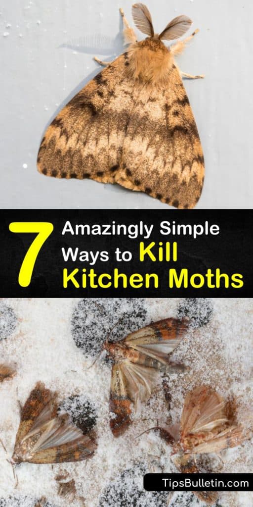 How to get rid of moths - MandyCanUDigIt