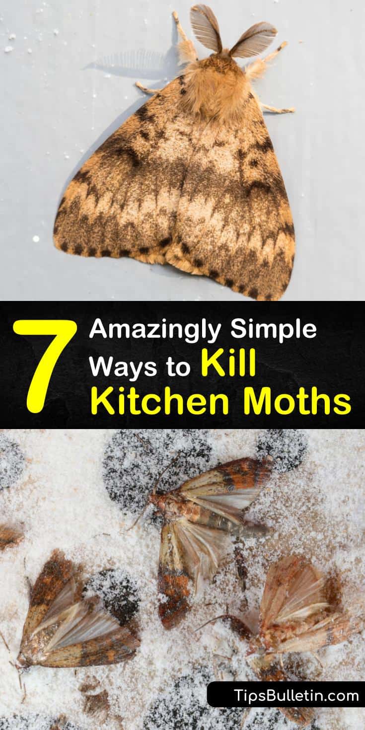 How To Get Rid Of Moths In The Kitchen P1 