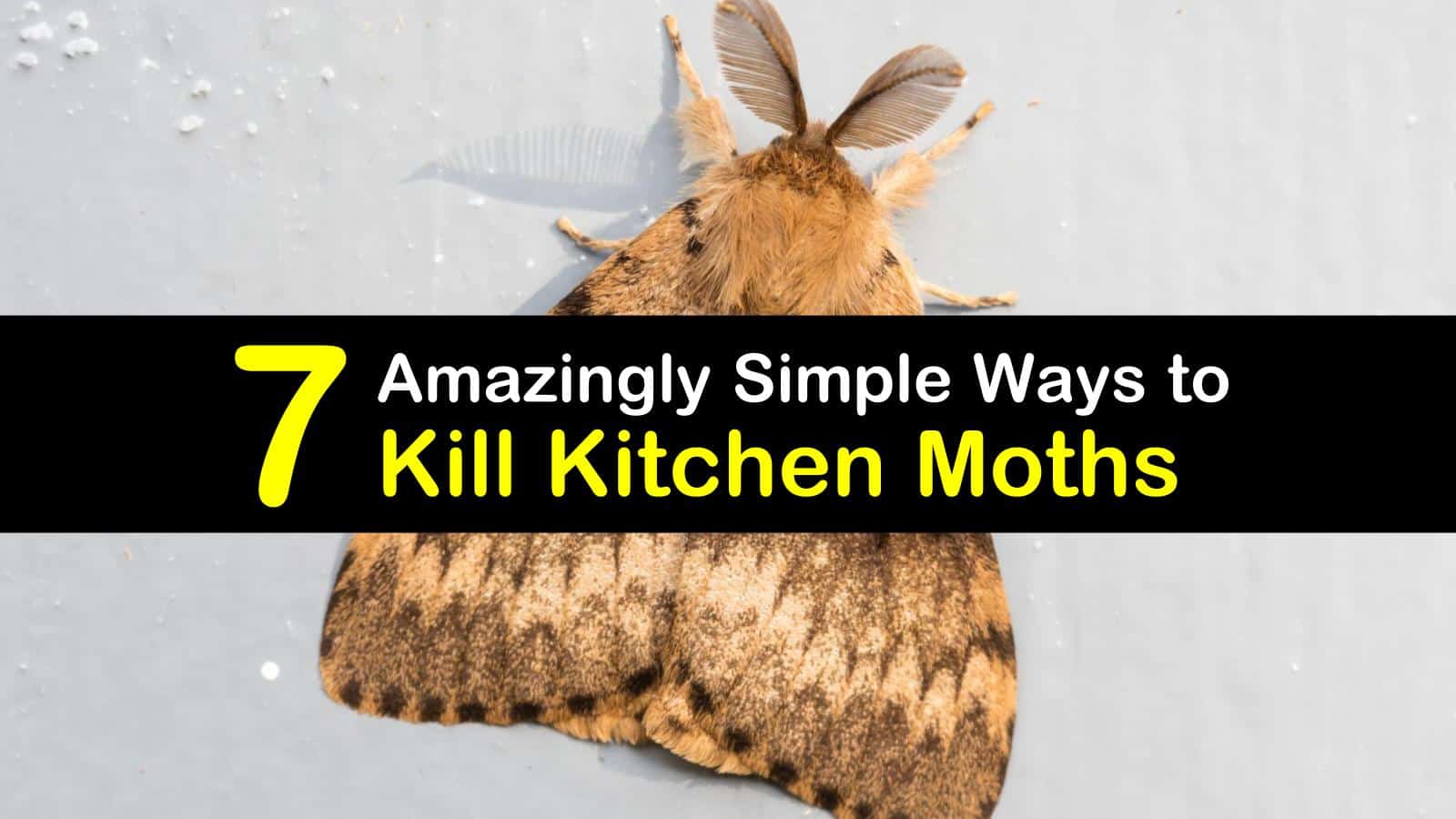 How To Get Rid Of Moths In The Kitchen T1 