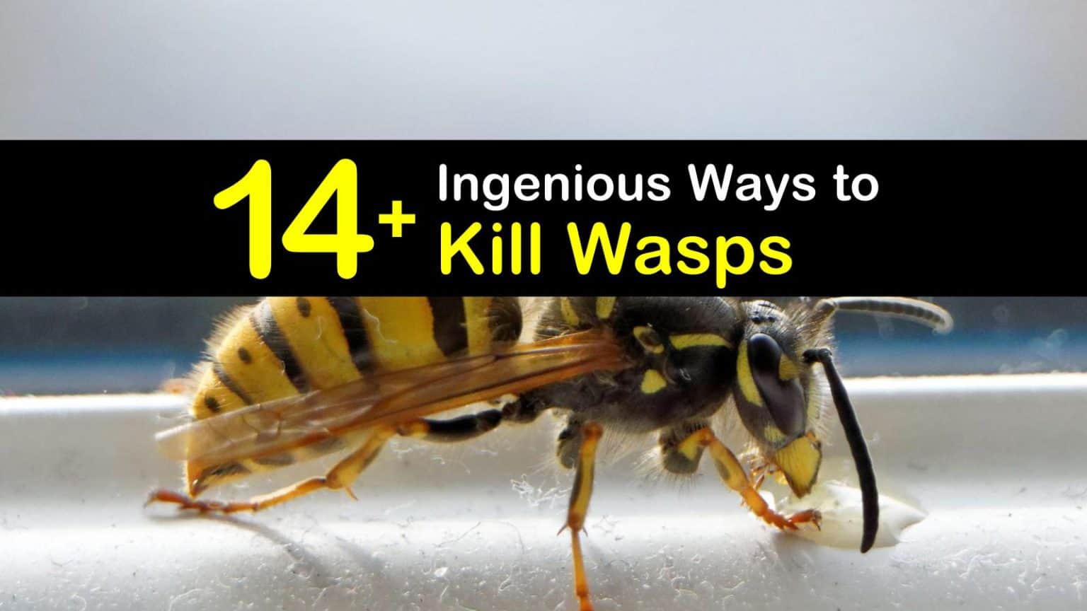 14+ Ingenious Ways to Kill Wasps