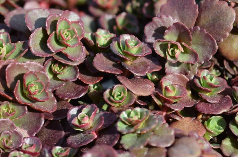 14 Hardy Ground Cover Plants for Pavers and Stepping Stones