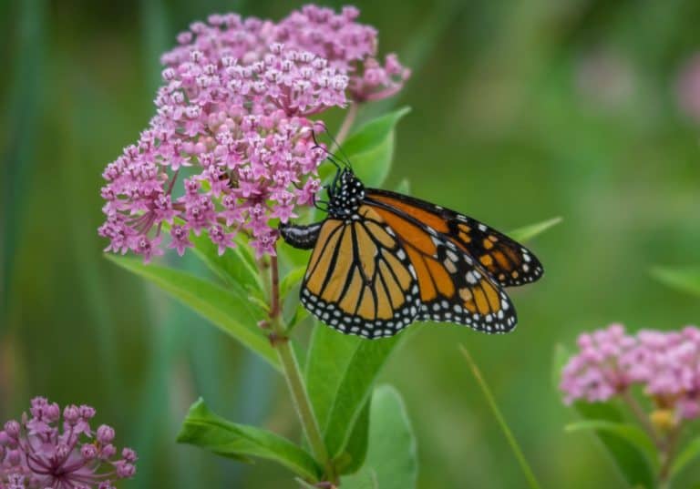 18 Vibrant Nectar Plants for Attracting Butterflies