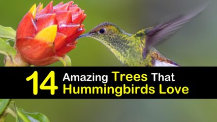 hummingbirds hummingbird tipsbulletin sanctuary