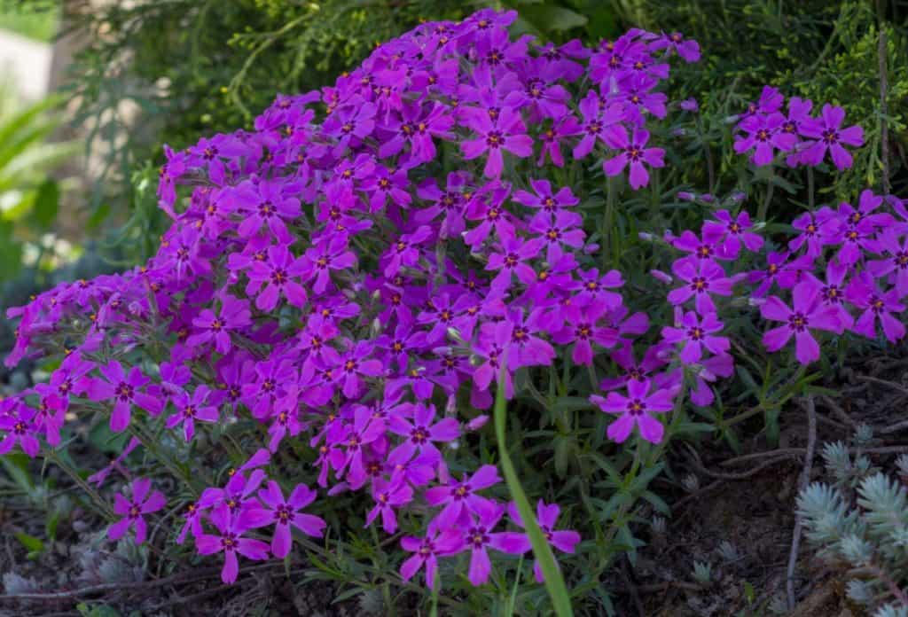 14 Perennials You can Grow in the Worst Parts of Your Yard