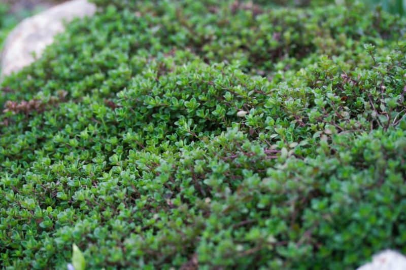 best quality creeping thyme ground cover