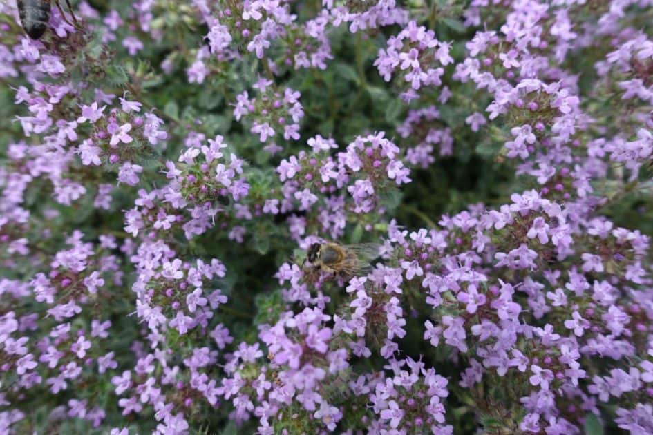 mother of thyme ground cover florida