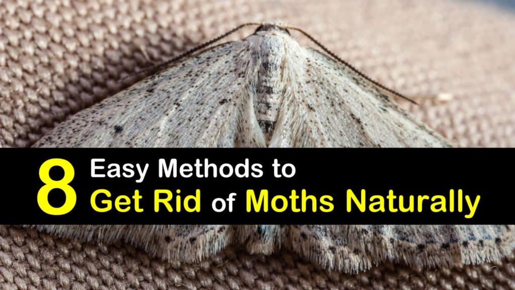 How To Get Rid Of Moths Naturally T1 1024x576 