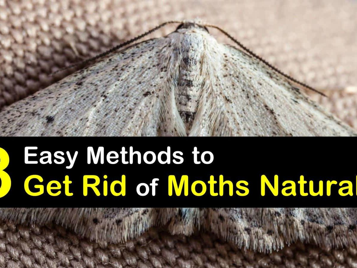 How to get rid of clothes moths naturally ⋆ Indoor Mood