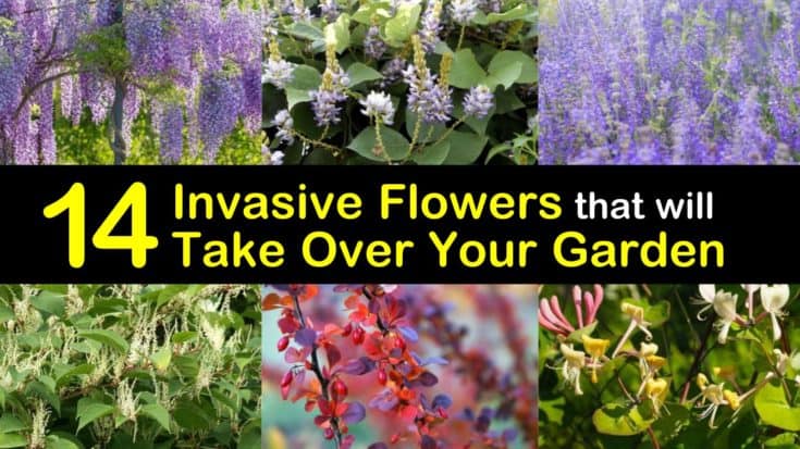 14 Invasive Flowers that Will Take Over Your Garden