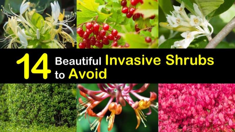 14 Beautiful Invasive Shrubs to Avoid