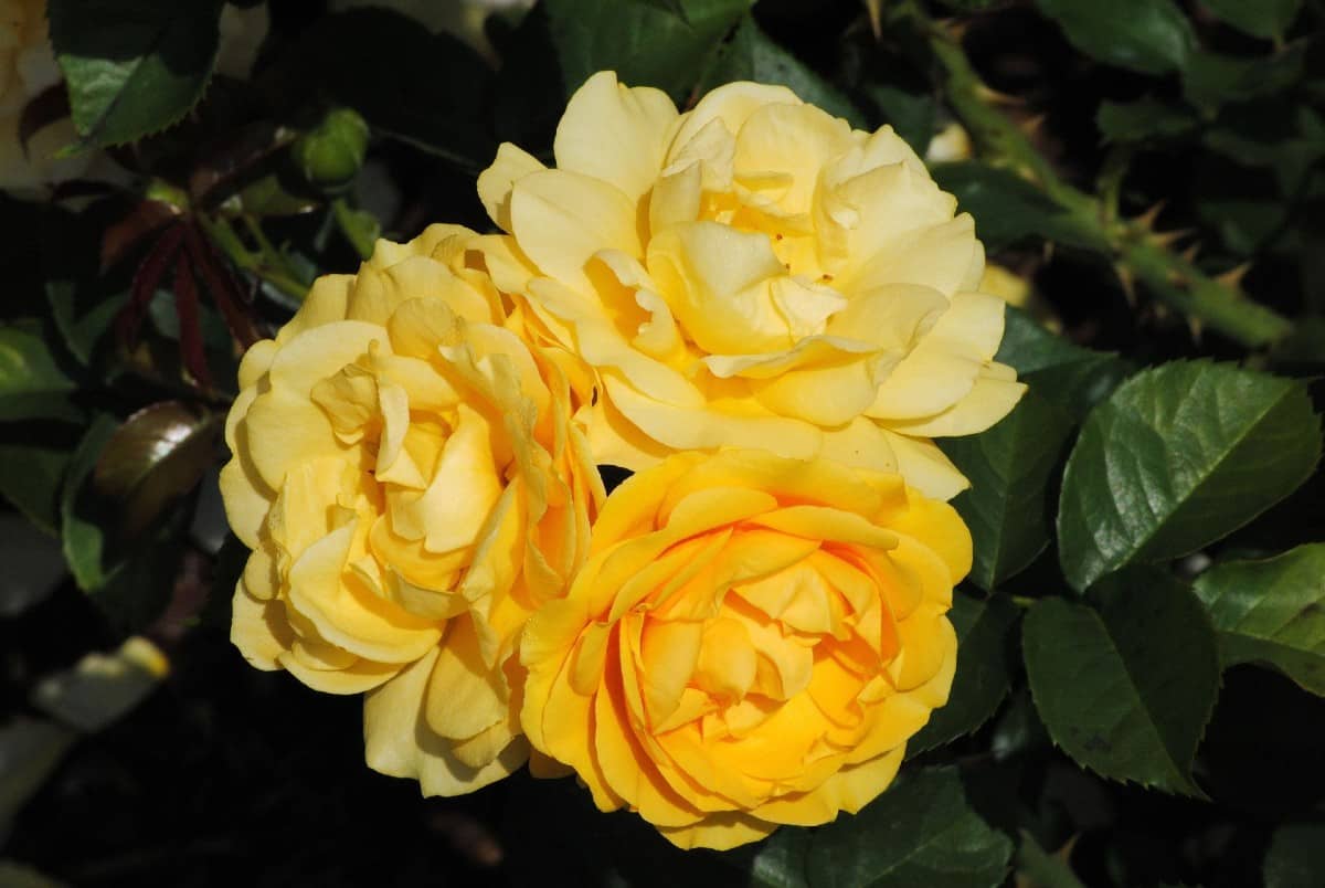 7 Attractive Roses for Edging Garden Beds