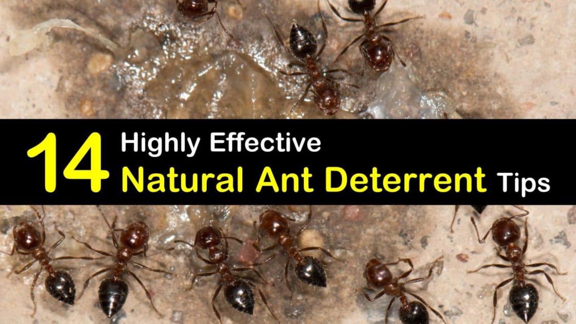 Natural Ant Deterrent T1 1120x630 