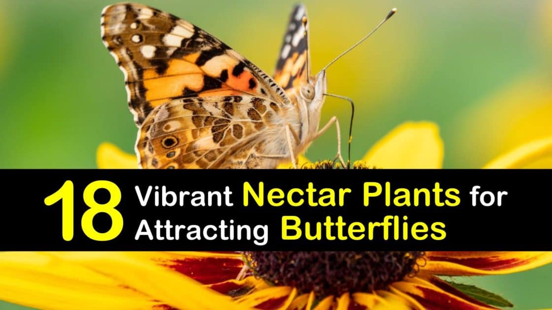 best nectar flower