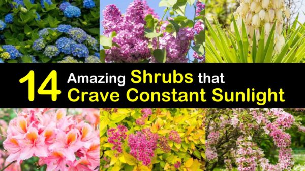 14 Amazing Shrubs that Crave Constant Sunlight
