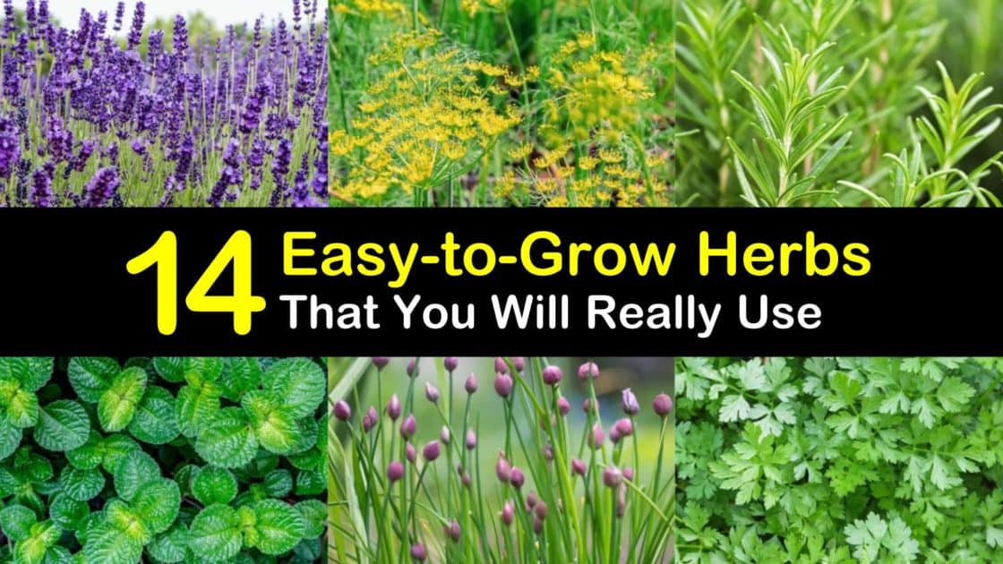 Easy To Grow Herbs T1 1120x630 
