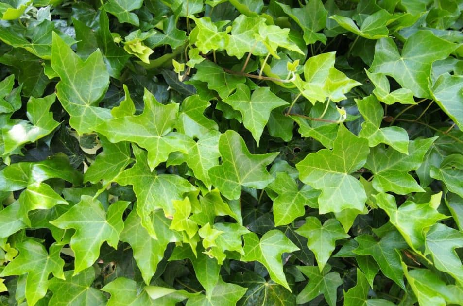 14 Attractive Shrubs that Make Good Ground Cover