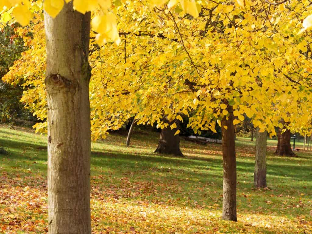 14 Attractive Trees that Provide a Little Shade