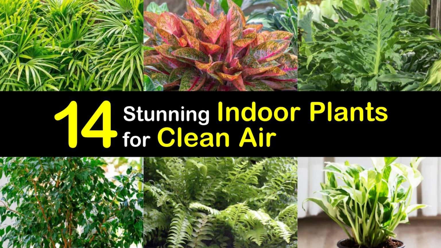 Indoor Plants For Clean Air T1 1536x864 