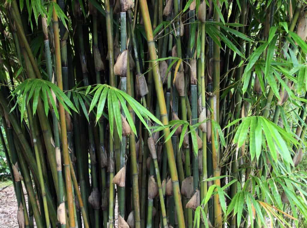 14 Amazing Bamboos to Use as Shrubs for Fast Backyard Privacy