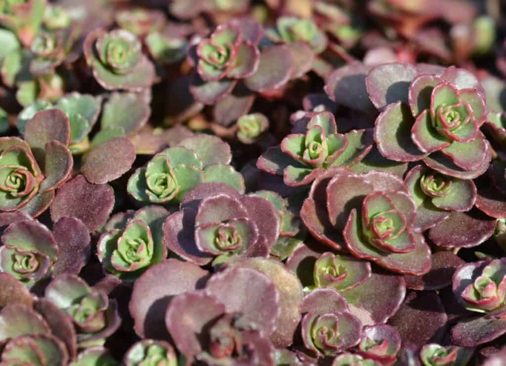14 Remarkable Ground Cover Plants for Shade