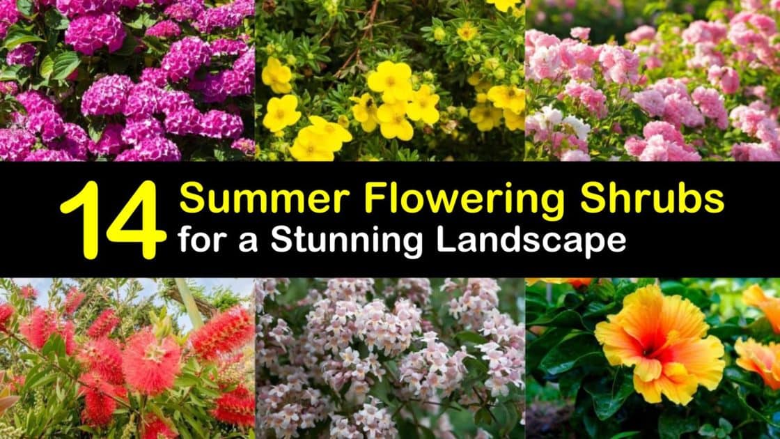 Summer Flowering Shrubs T1 1120x630 