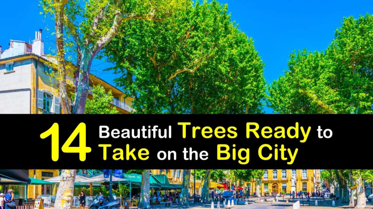 City Tree Yeti Rambler – City Trees