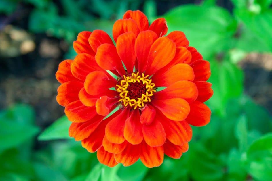 14 Remarkable Annuals for Containers for Surprising Results