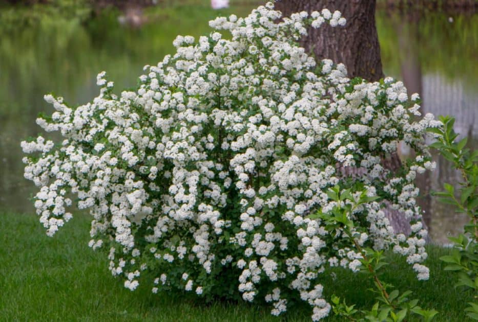 14 Old Fashioned Shrubs that Add New Life to the Garden