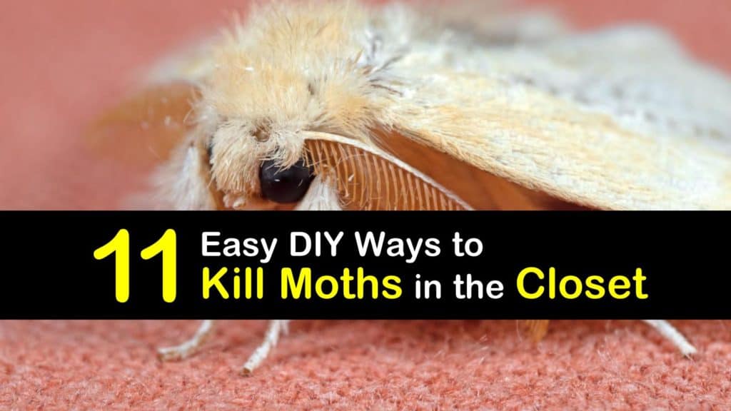 How To Get Rid Of Moths In The Closet T1 1024x576 