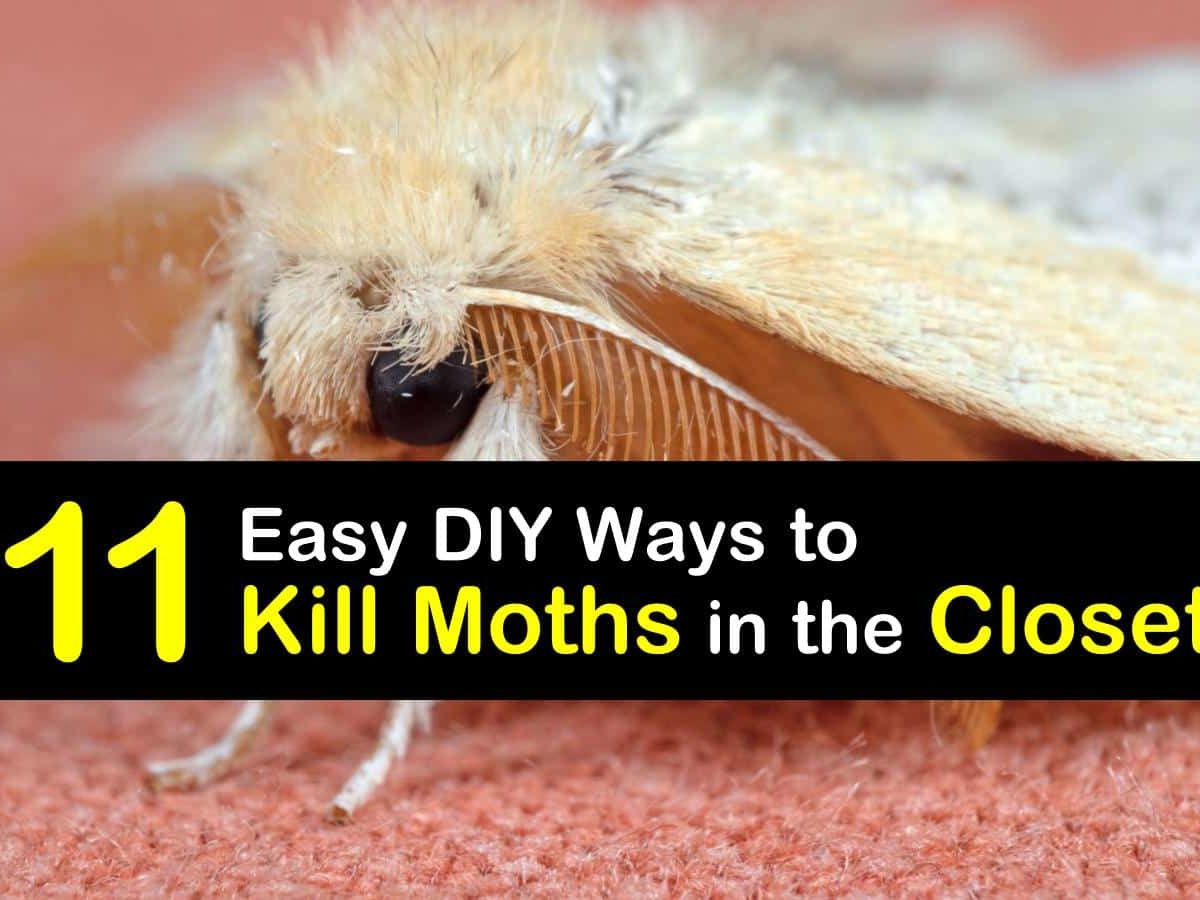 7+ Smart Ways to Kill Clothes Moths in 2023  Moths in closet, Getting rid  of moths, Moth