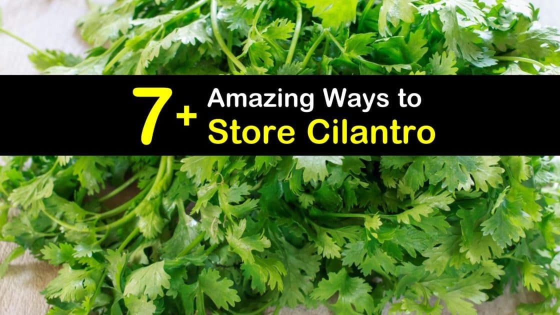 How To Store Cilantro T1 1120x630 