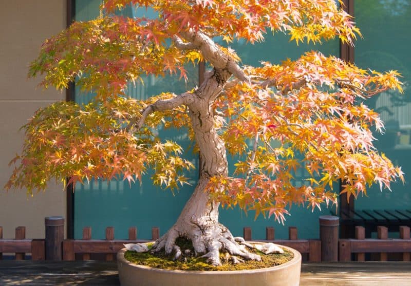 14 Terrific Trees that Make the Best Bonsai