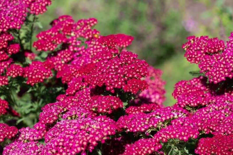 14 Incredible Plants that Bask in the Sun