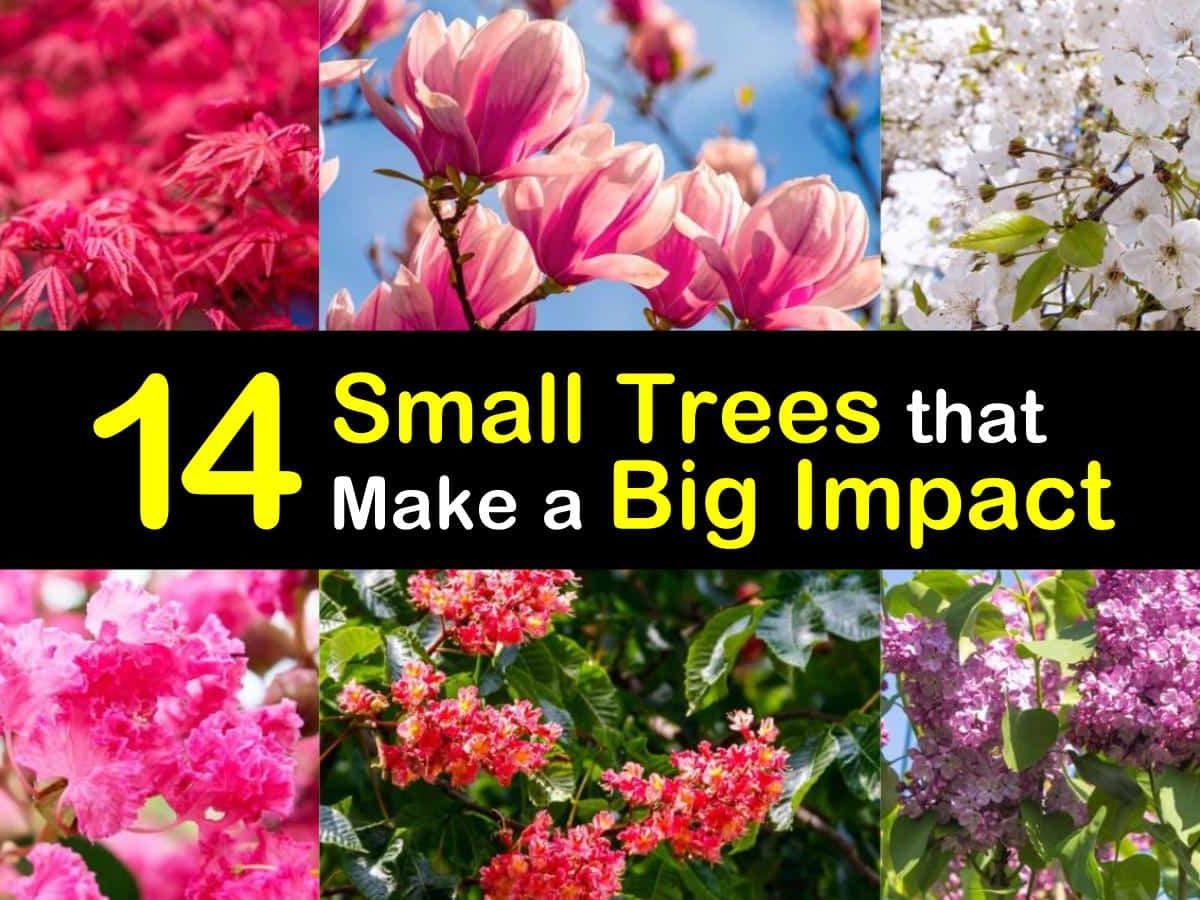17 Small Trees that Make a Big Impact