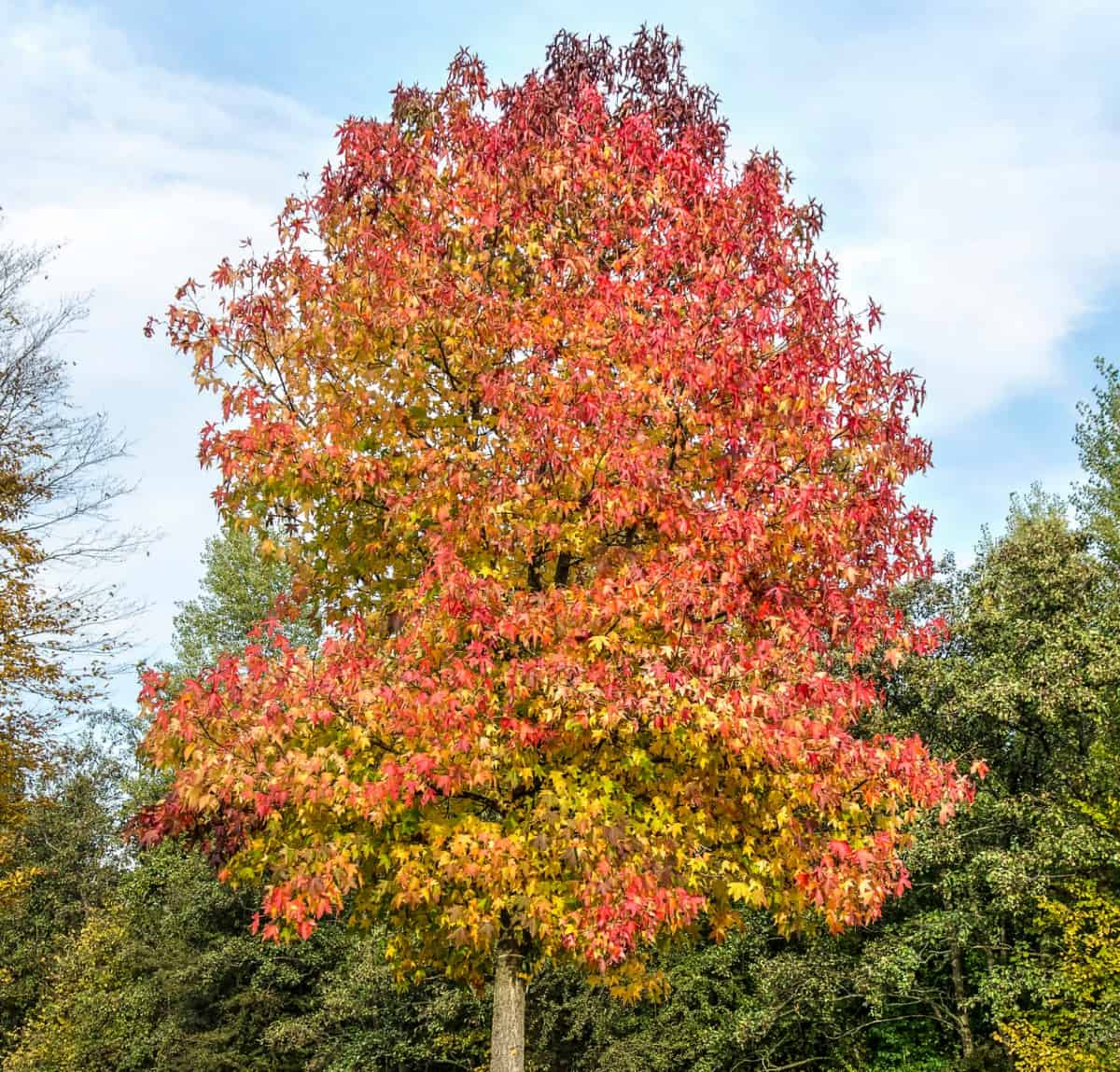 röd är bara en färg på det amerikanska sweetgum-trädets löv.