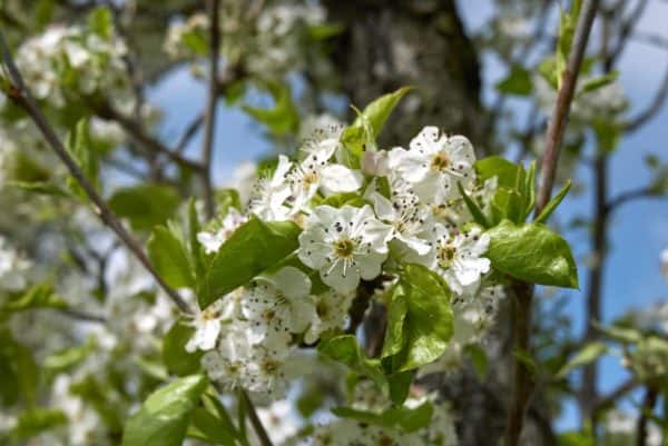 14 Trees with White Flowers to Brighten Your Yard