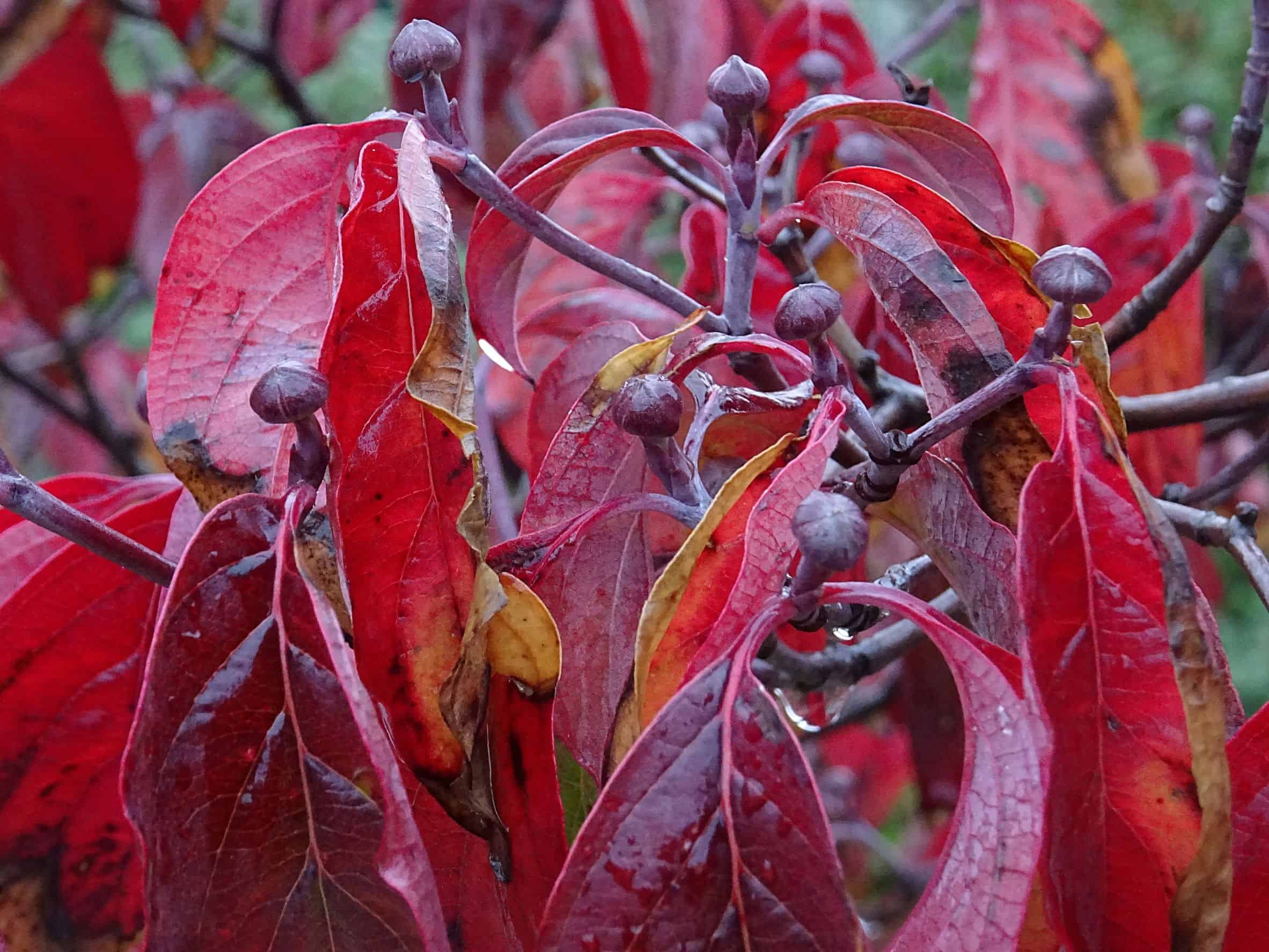 Blommande dogwoods har röda eller lila höstlöv.