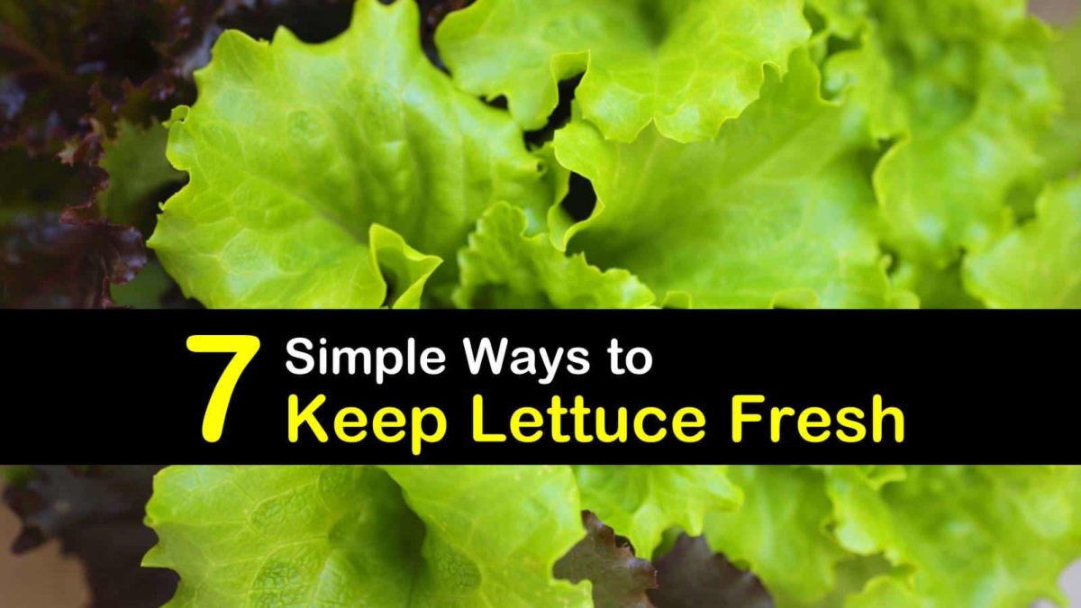 7 Simple Ways To Keep Lettuce Fresh