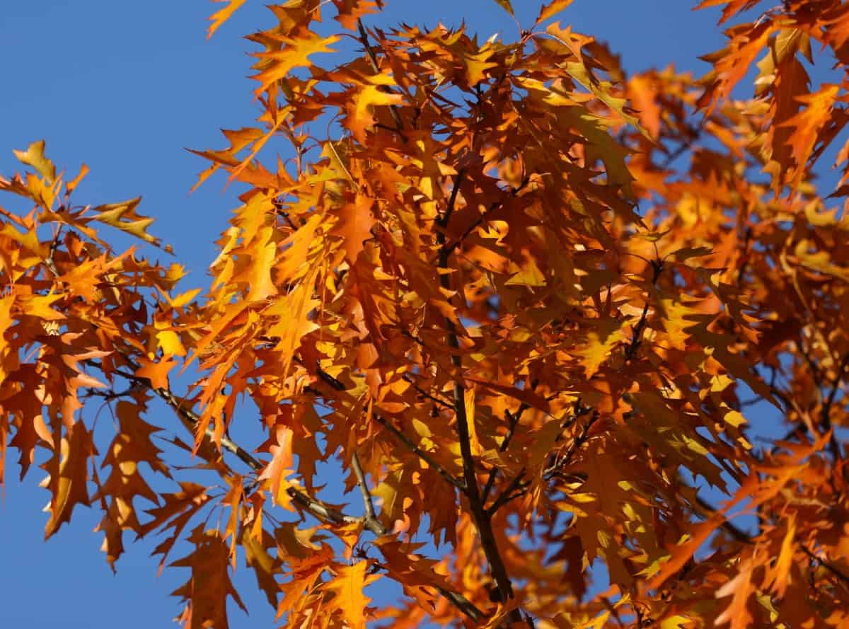 Pin oaks har fall löv som är röda till brons.