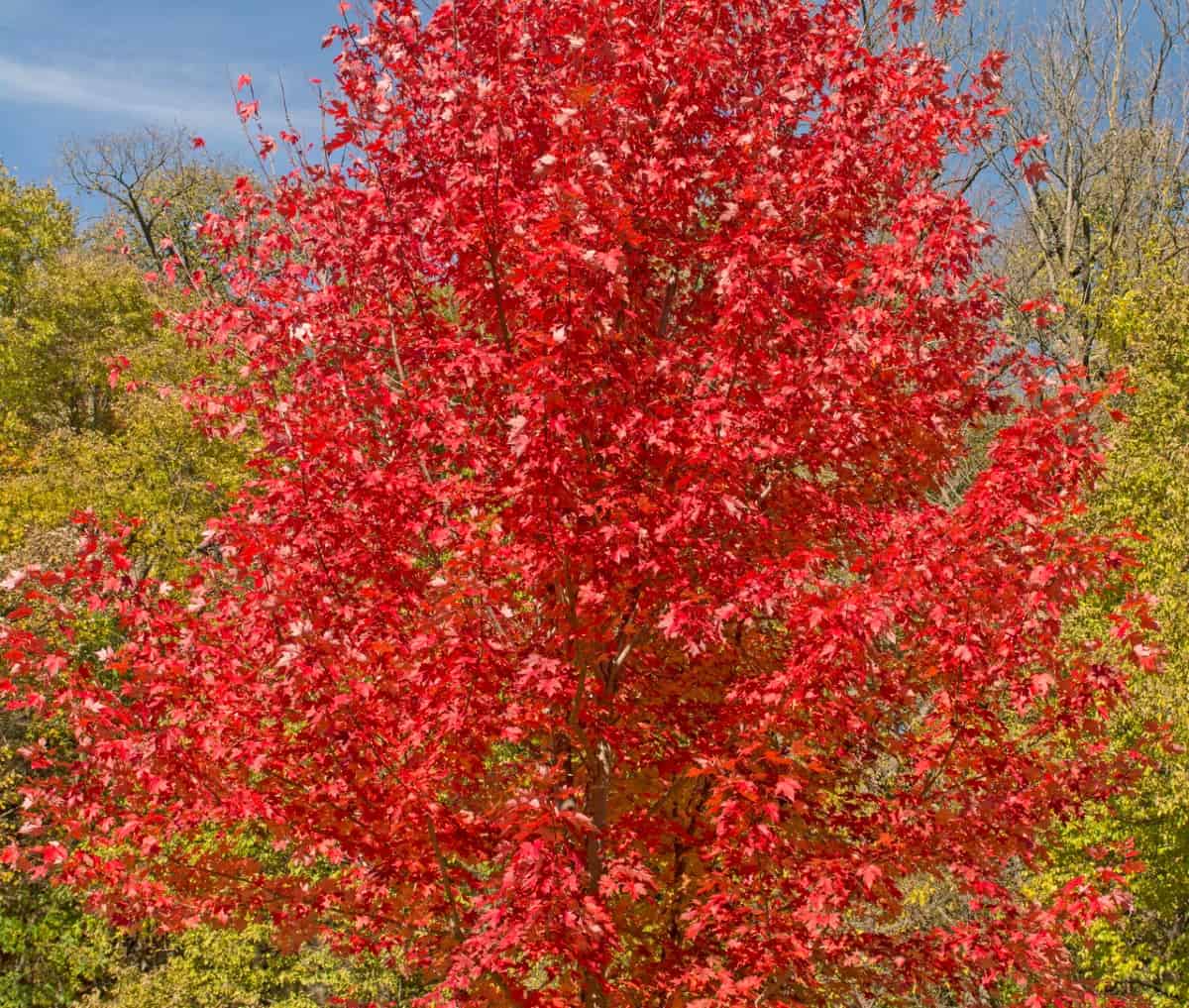 röda lönnträd är vackra under alla årstider.