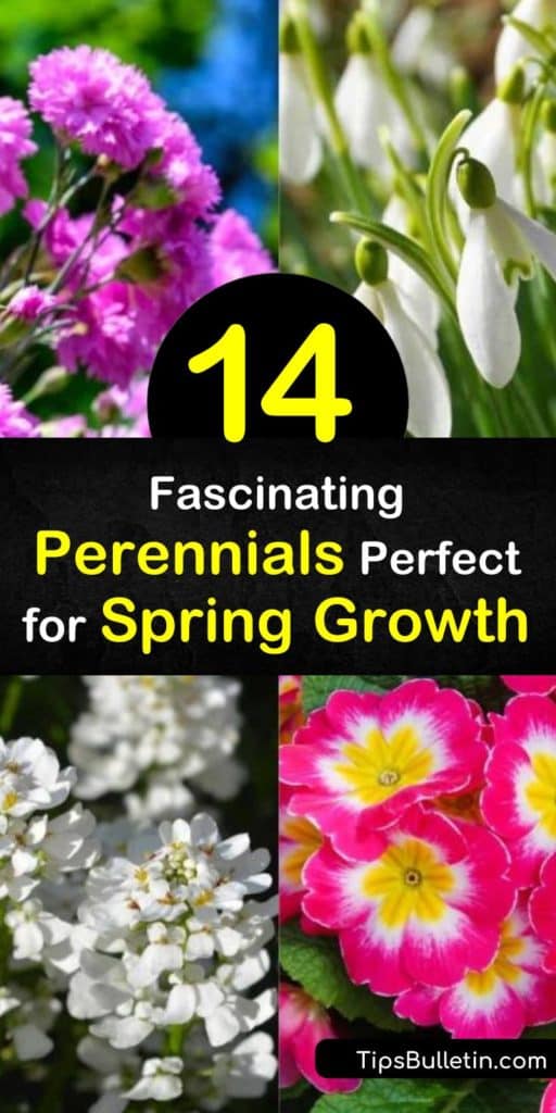 14 Fascinating Perennials Perfect for Spring Growth