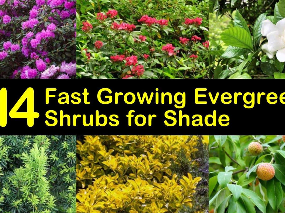 Full Shade Evergreen Shrubs That Will Brighten Up Your Darkest Corners ...