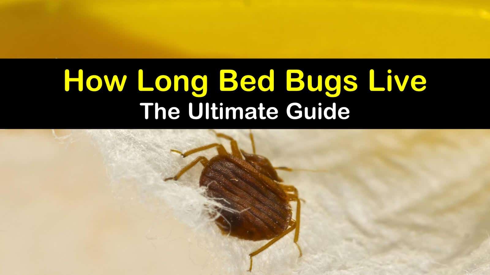 do bed bugs live in latex mattresses