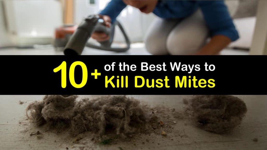 can you kill dust mites in mattresses