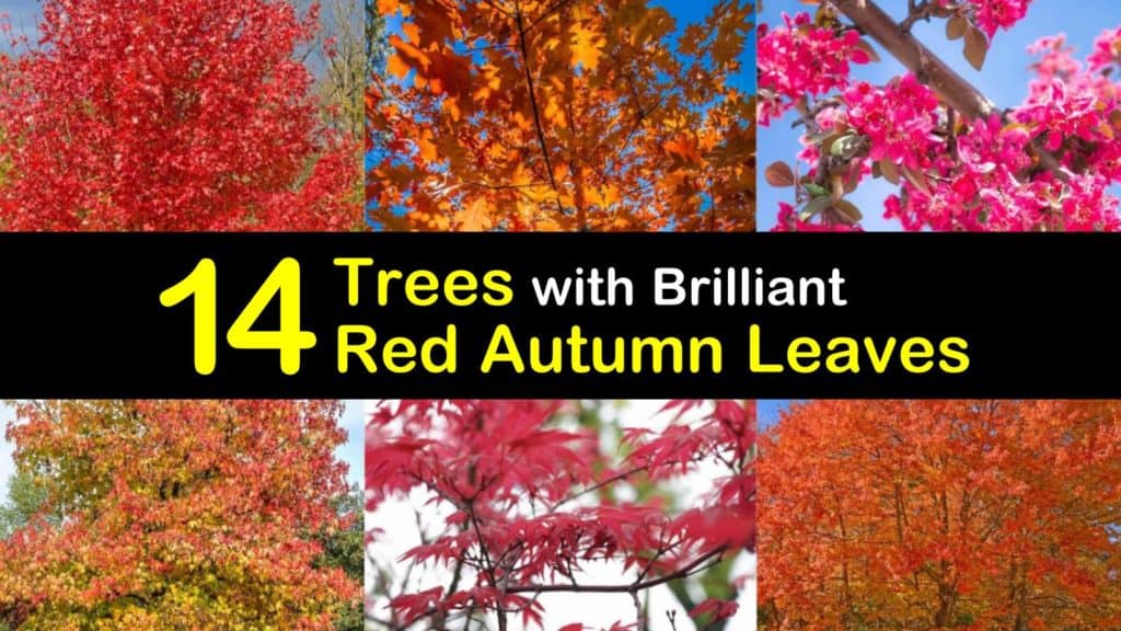  träd med röda blad titleimg1
